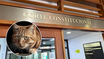 Corte Constitucional prohibió el sacrificio de animales por “vejez extrema” y reforzó su protección constitucional