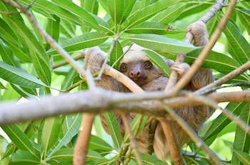 Primer plano de un perezoso de color marrón claro colgando de una rama de árbol, con su rostro visible entre hojas verdes brillantes