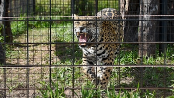 Uno de los yaguaretés criados