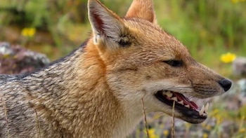 Matan a tiros a un zorro que se había convertido en la mascota de un equipo de fútbol en Suiza: “Son los humanos los que estaban en su campo”