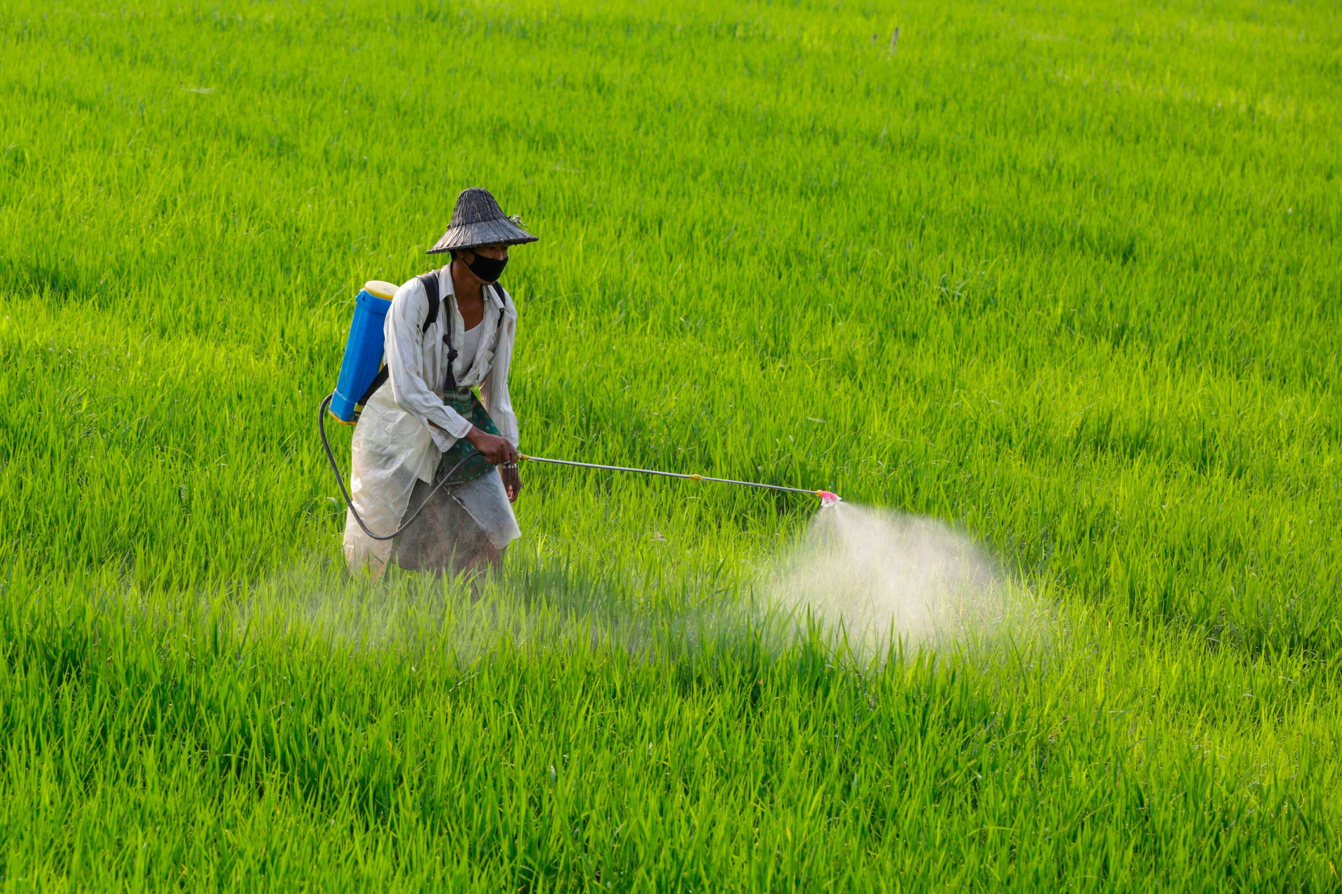El arroz es uno de los alimentos más consumidos en Colombia - crédito Hein Htet/EFE