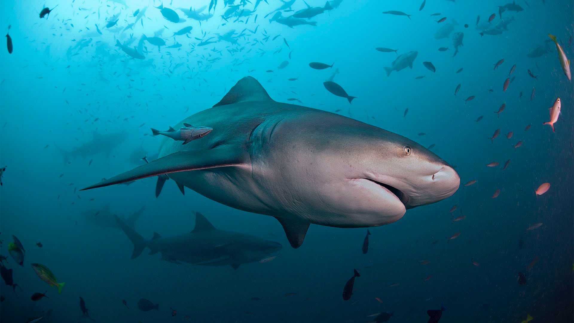 Murió un nene australiano de 12 años que fue mordido por un tiburón en el puerto de Sídney