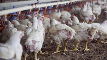 El sector avícola planteó su
