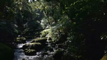 La selva de Mabu alberga