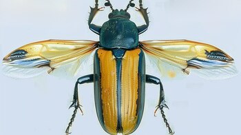Descubrimiento de insectos,pokemon – (Imagen Ilustrativa Infobae)