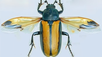 Es un microrobot, vuela como