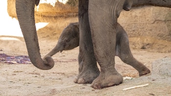 Nace en el Zoo Aquarium de Madrid una cría de elefante asiático de Sumatra: es una especie en peligro crítico de extinción