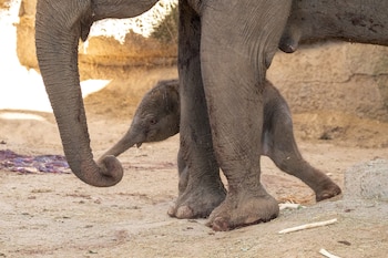 Nace una cría de elefante de Sumatra en el Zoo Aquarium de Madrid. (Zoo Aquarium de Madrid)