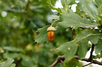 El estudio de la Universidad