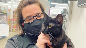 Gatos, adopción