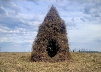 "Brotará la tierra y te