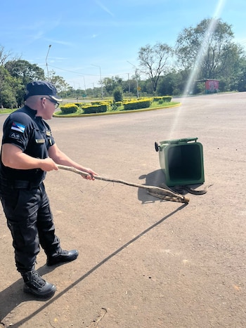 La serpiente Bothrops alternatus fue encontrada en la intersección de la Ruta Provincial 204 y la avenida Juan B. Alberdi