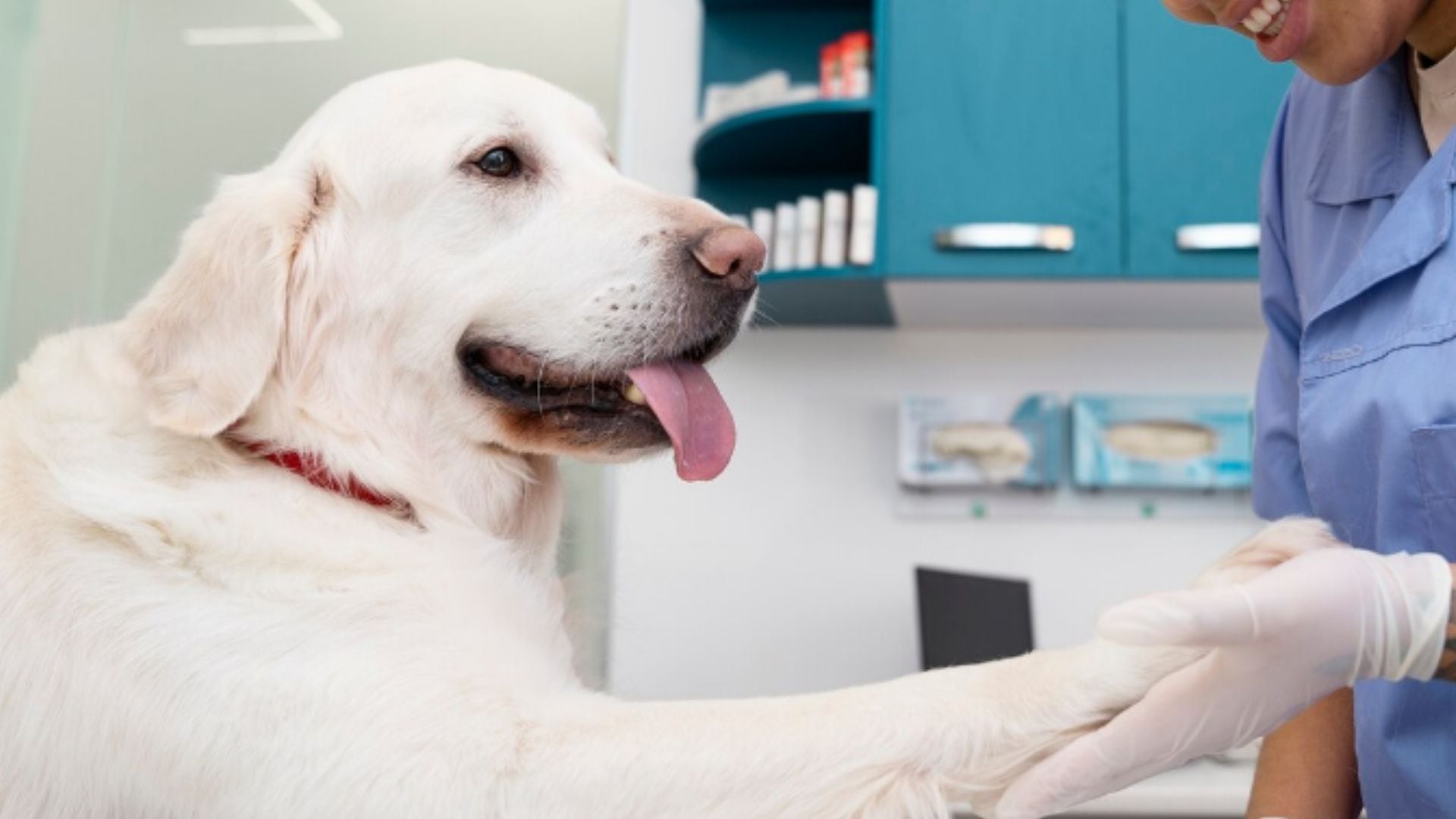 La actividad contará con un espacio destinado a la adopción responsable de mascotas - Créditos: Magnific.