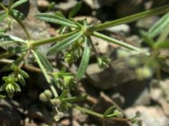 Varias son las propiedades medicinales