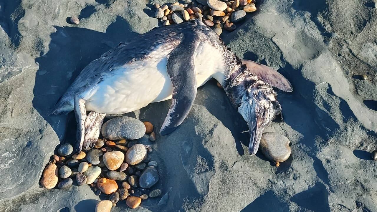 Cadace activó el protocolo preventivo de gripe aviar tras recibir fotografías de pingüinos muertos en el litoral de Santa Cruz y Chubut