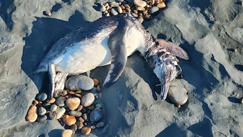 Por la muerte de pingüinos, activaron el protocolo preventivo de gripe aviar en Santa Cruz y Chubut