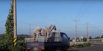 Rescatistas convencieron al conductor que