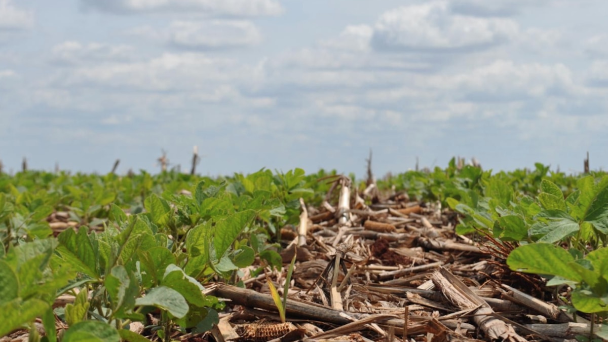 Comenzó la siembra de soja de segunda
