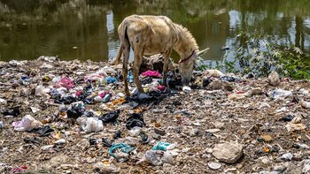 Hábitats con plástico y olas