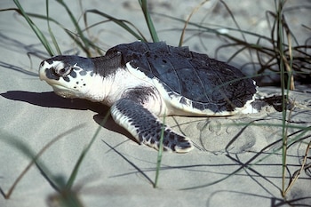 La lucha por la tortuga lora no se detiene, científicos redoblan esfuerzos