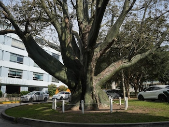 Algunos superan los 300 años