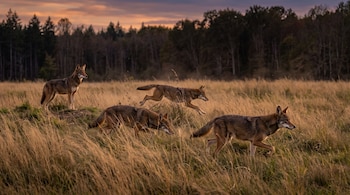 Cuatro lobos rojos avanzan entre pastizales secos con un bosque de fondo y un cielo anaranjado.