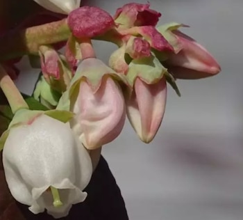 El objetivo central del estudio