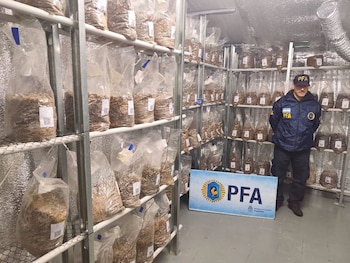 cultivador de hongos alucinogenos maquinista savio