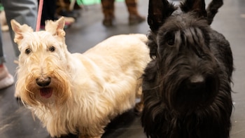 Es la segunda vez que