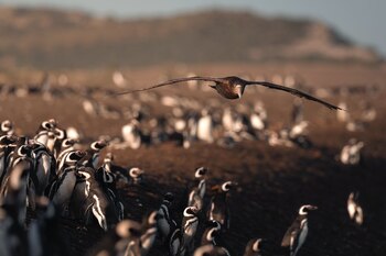 El streaming abierto y gratuito