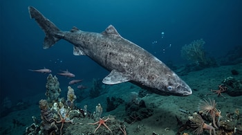 Un tiburón grande de piel gris manchada nada sobre el fondo marino junto a cuatro peces pequeños y varias estrellas de mar.