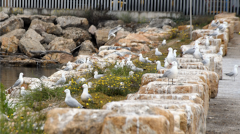 Múltiples gaviotas blancas y grises posadas sobre rocas y vegetación con flores amarillas a lo largo de una orilla de agua, con una valla al fondo