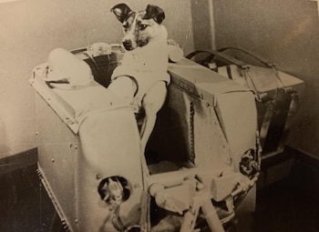 Laika se convirtió en el primer mamífero en orbitar la Tierra. (Wikimedia Commons)