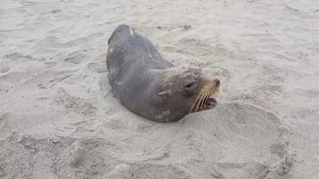 Un lobo marino de pelaje oscuro y bigotes claros está tumbado sobre una playa de arena clara