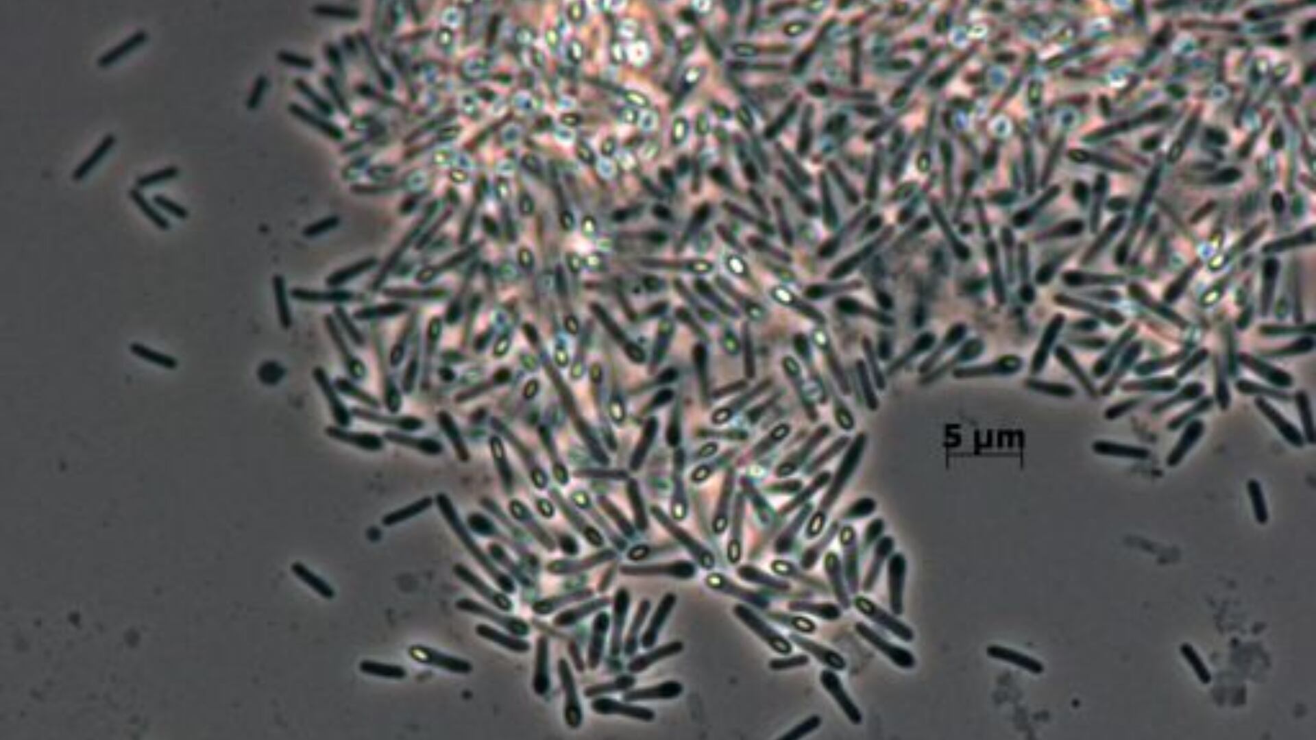 Cultivo de Niallia circulans, bacteria emparentada genéticamente con N. tiangongensis. (Leibniz-Institut DSMZ)