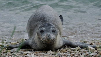 Ejemplar de foca monje del Mediterráneo fotografiada en Croacia. (Marinko Babić/Wikimedia Commons)