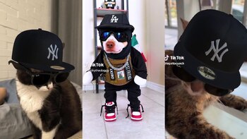 Perros y gatos disfrazados como