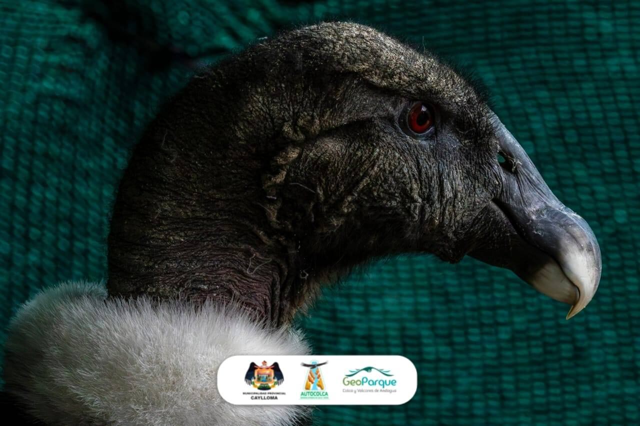 El proceso incluyó diagnóstico, rehabilitación y evaluación de comportamiento, permitiendo el retorno seguro del cóndor a su hábitat natural en el Colca. Créditos: Víctor Gamarra-Toledo / Fundación Cóndor Andino Perú.