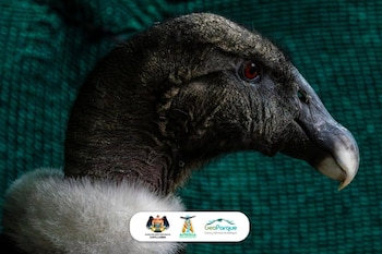 El proceso incluyó diagnóstico, rehabilitación y evaluación de comportamiento, permitiendo el retorno seguro del cóndor a su hábitat natural en el Colca. Autoridad Autónoma del Colca y Anexos