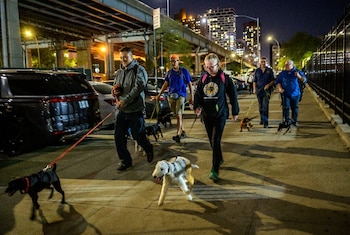 Adoptar una mascota en Nueva