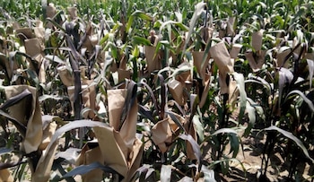 Plantas de líneas de maíz morado reventón con mazorcas protegidas que
contienen semillas de los híbridos simples