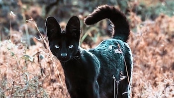 Close-up de serval preto com pêlo escuro, olhos claros e orelhas grandes, cauda enrolada, entre plantas secas