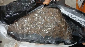 Los operativos en el área de carga del Aeropuerto Internacional de Las Américas permitieron hallar ocho paquetes y cinco latas con presunta marihuana. (Foto cortesía redes sociales)