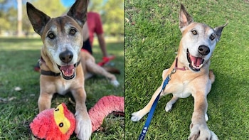 Cooee llegó como un "perro"