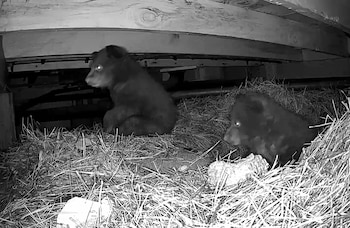 Dos oseznos de oso negro con ojos brillantes de visión nocturna se sientan sobre heno bajo vigas de madera en una imagen en escala de grises