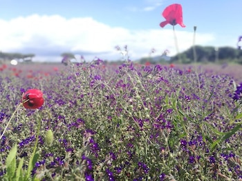 La floración invernal masiva en