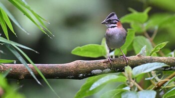 Científicos reviven un canto perdido