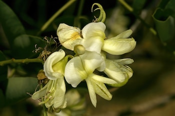 Flor de la falsa acacia del Japón. (SAplants/Wikimedia Commons)