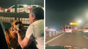 Finalmente, el perro encontró un