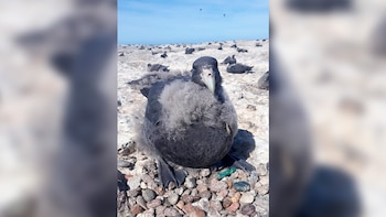 Un pichón de petrel gigante